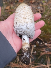Coprinus comatus