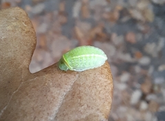 Apoda limacodes