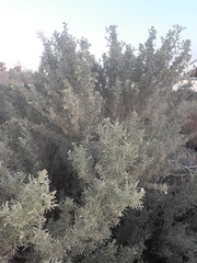 Atriplex lampa