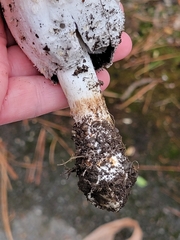 Coprinus comatus