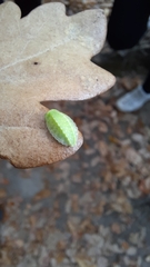 Apoda limacodes