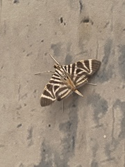 Spilomela perspicata