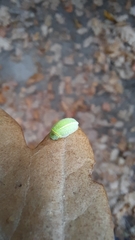 Apoda limacodes