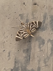 Spilomela perspicata