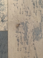 Spilomela perspicata