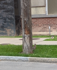 Sciurus carolinensis