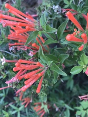 Bouvardia ternifolia