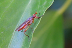 Dichetophora obliterata