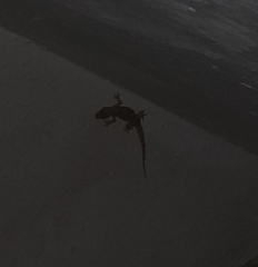 Hemidactylus turcicus