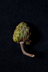 Annona warmingiana