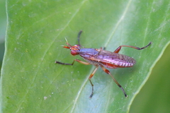 Dichetophora obliterata