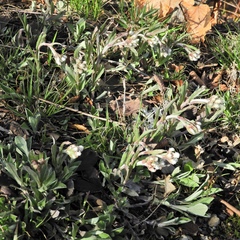 Antennaria parlinii
