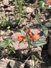 Macroptilium gibbosifolium