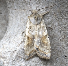 Lithophane bethunei