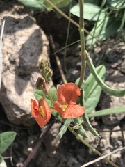 Macroptilium gibbosifolium