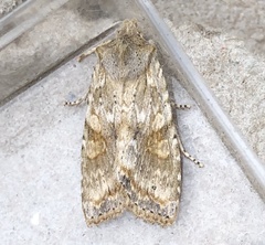 Lithophane bethunei