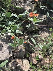 Macroptilium gibbosifolium