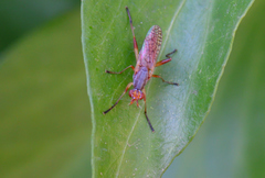 Dichetophora obliterata