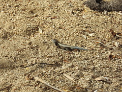 Sceloporus licki