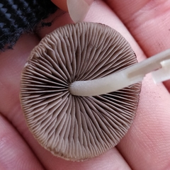 Britzelmayria multipedata