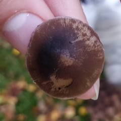 Britzelmayria multipedata