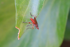 Dichetophora obliterata