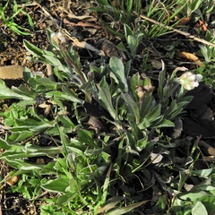 Antennaria parlinii