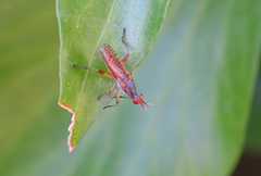 Dichetophora obliterata