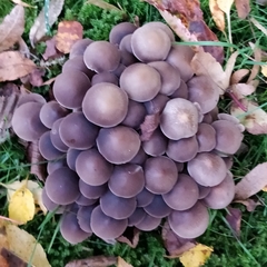 Britzelmayria multipedata