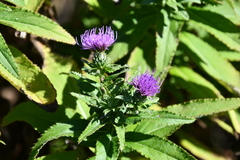 Cirsium vlassovianum