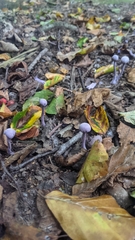 Laccaria amethystina