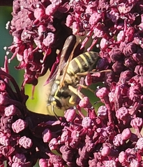 Vespula flaviceps