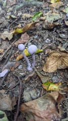 Laccaria amethystina