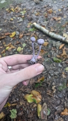 Laccaria amethystina