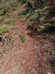 Pteridium aquilinum image