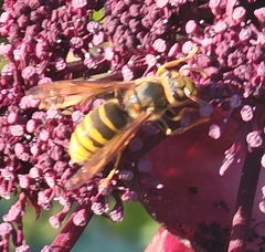 Vespa simillima