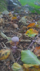 Laccaria amethystina