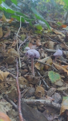 Laccaria amethystina