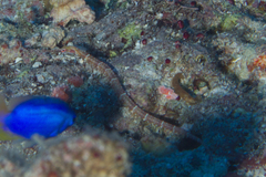 Corythoichthys ocellatus