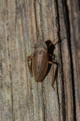 Aphrodini