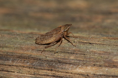 Aphrodini