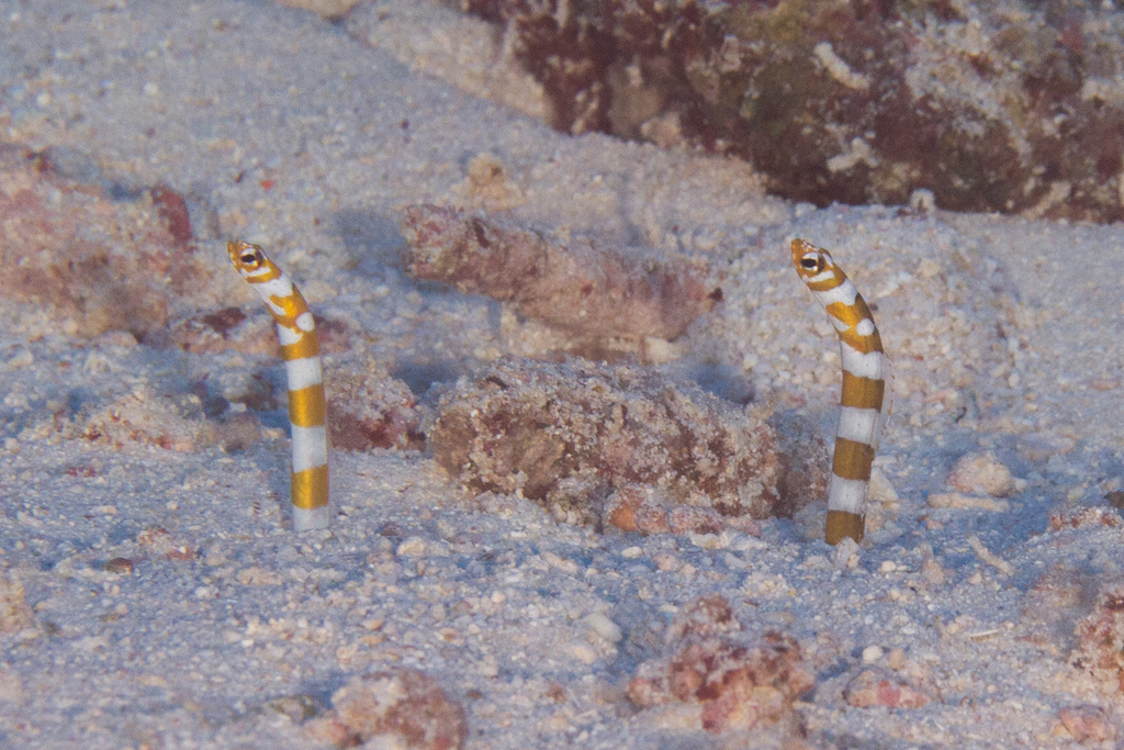 Orange-Barred Garden Eel