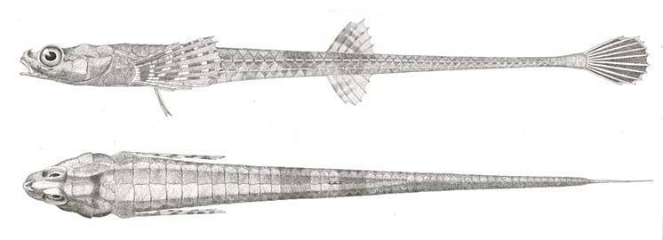 Aspidophoroides