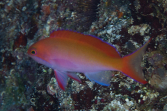 Pseudanthias cooperi
