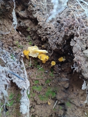 Cantharellus romagnesianus