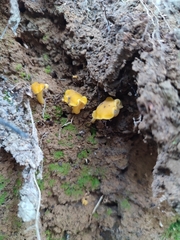 Cantharellus romagnesianus