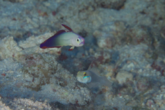 Nemateleotris decora