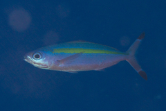 Pterocaesio lativittata