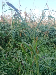 Setaria viridis pycnocoma