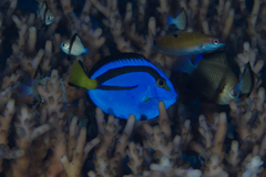 Paracanthurus hepatus